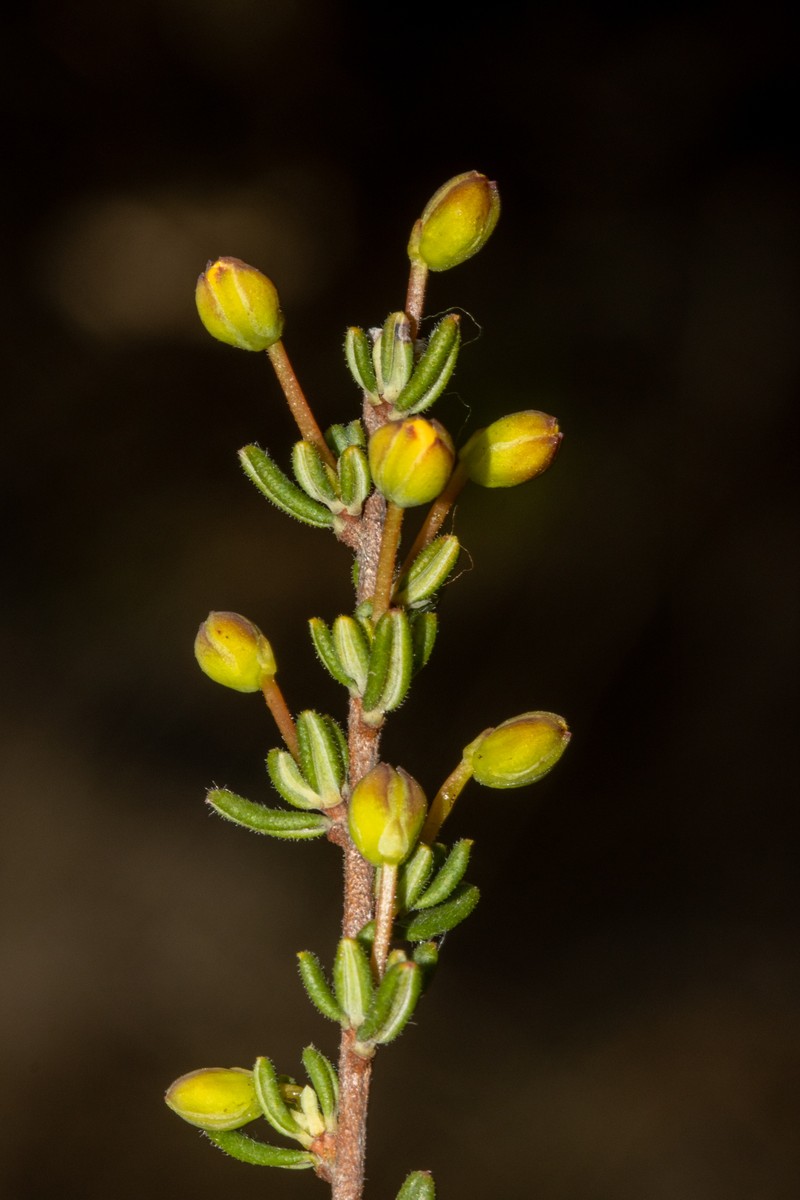 Hibbertia avonensis photo 7