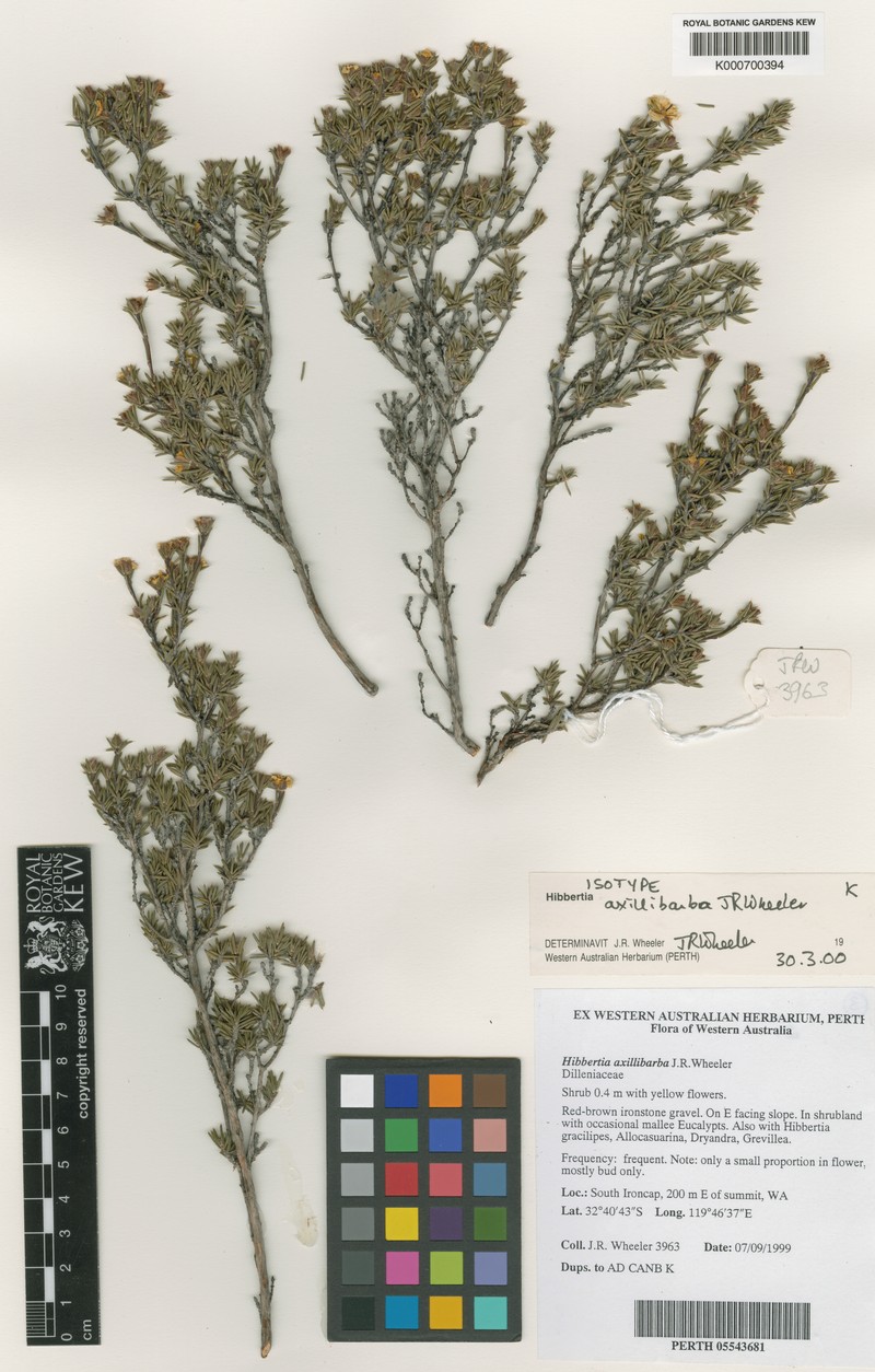 Hibbertia axillibarba