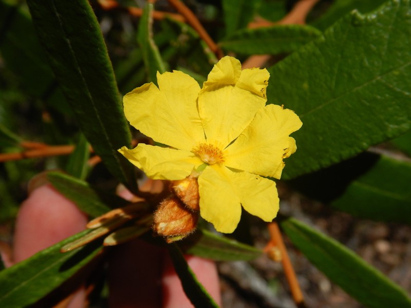 Hibbertia banksii