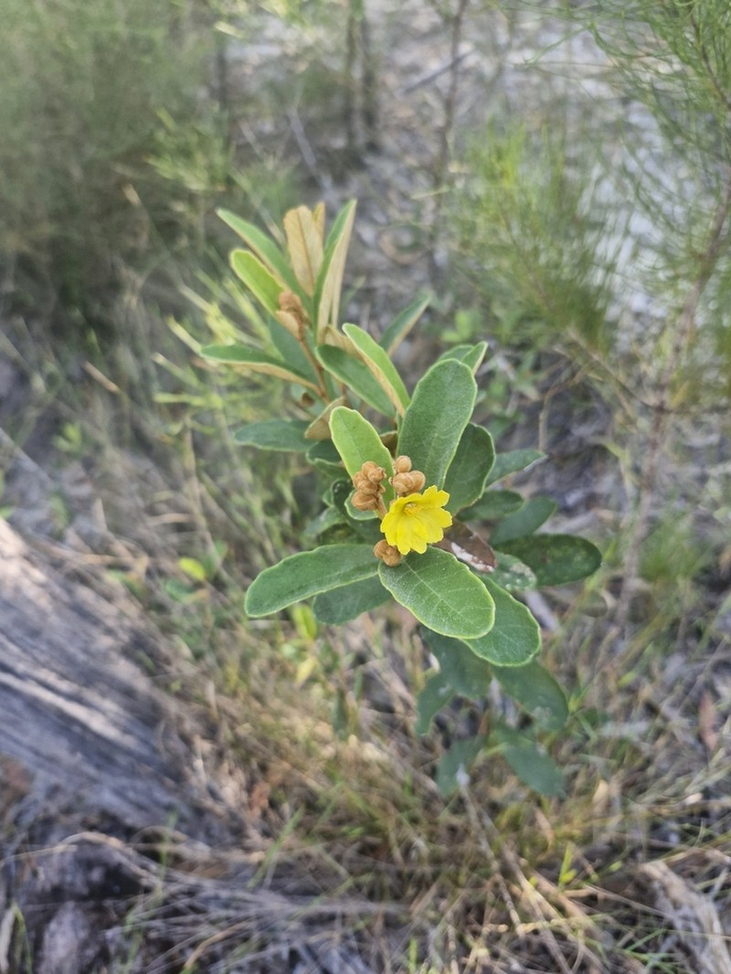 Hibbertia banksii photo 2