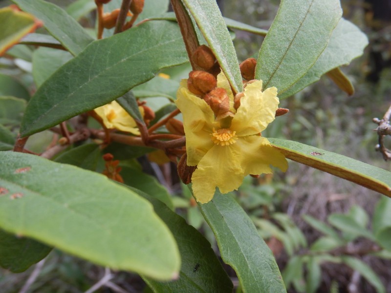 Hibbertia banksii photo 3