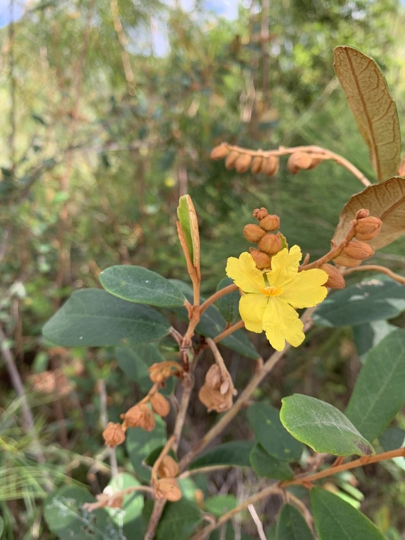 Hibbertia banksii photo 4
