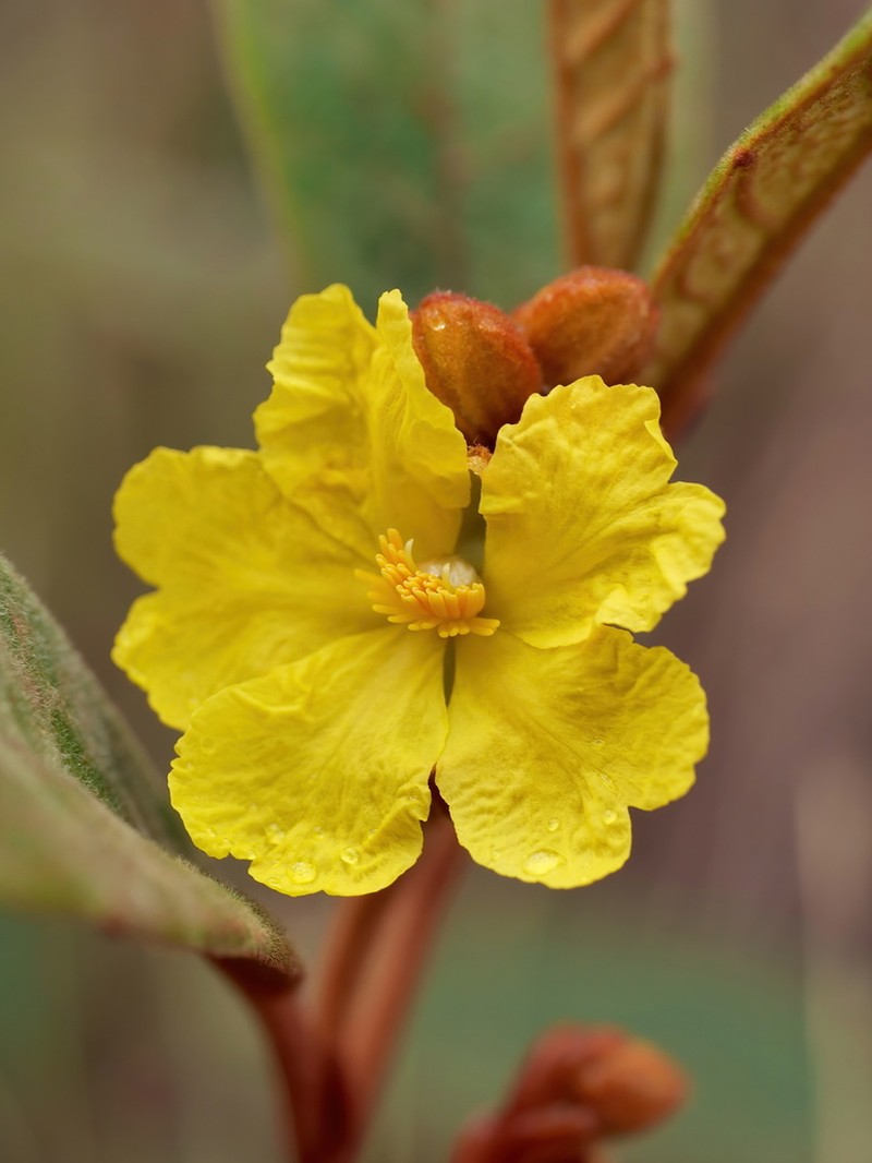 Hibbertia banksii photo 5