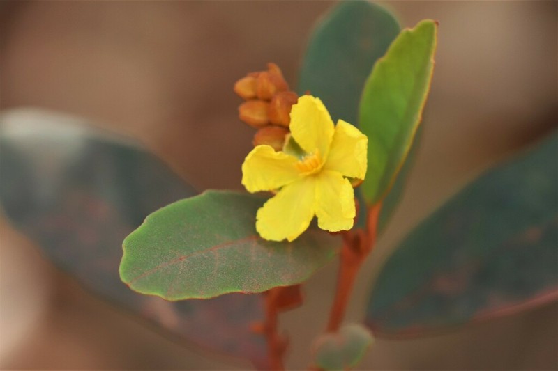 Hibbertia banksii photo 6