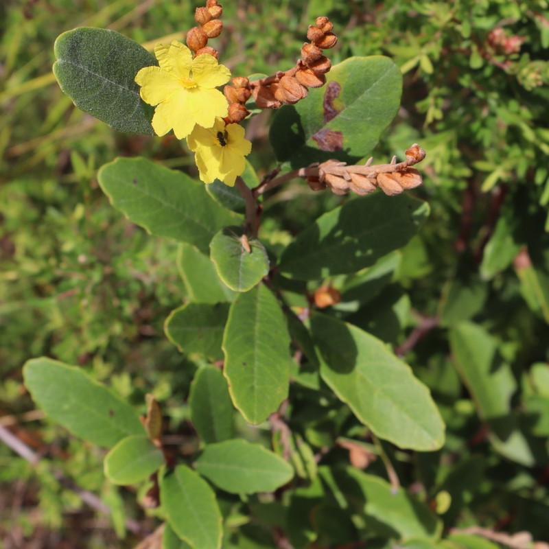 Hibbertia banksii photo 7