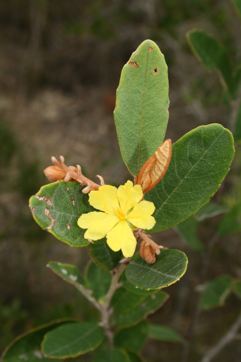 Hibbertia banksii photo 8