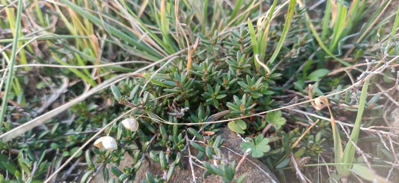 Hibbertia basaltica photo 2