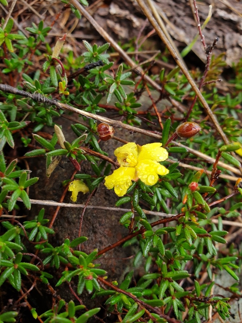 Hibbertia basaltica photo 4