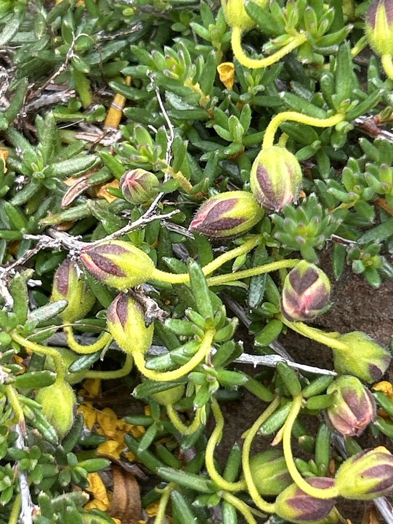 Hibbertia basaltica photo 5
