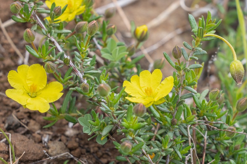 Hibbertia basaltica photo 6
