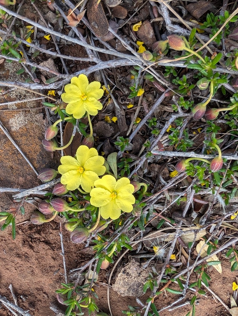Hibbertia basaltica photo 7