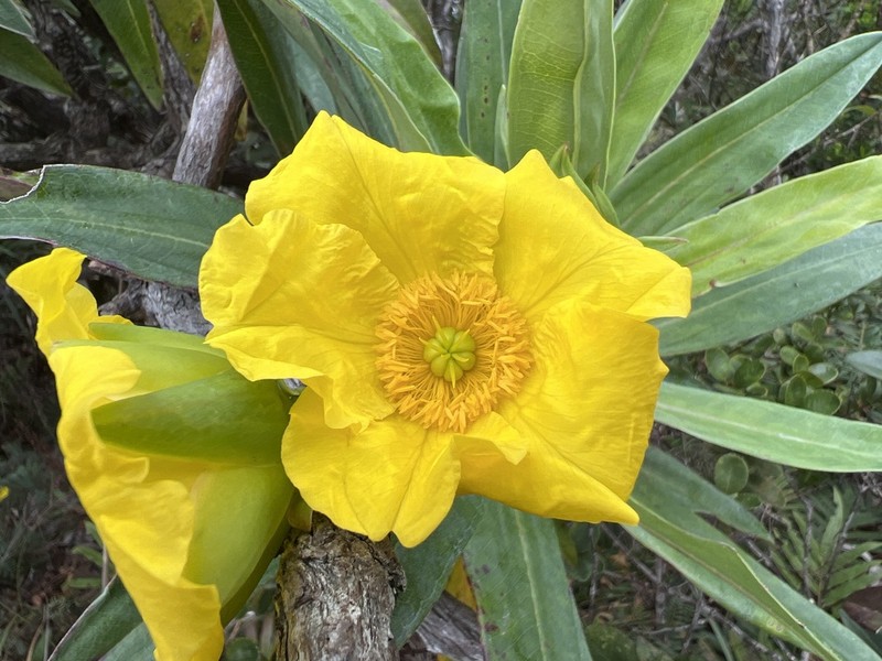 Hibbertia baudouinii