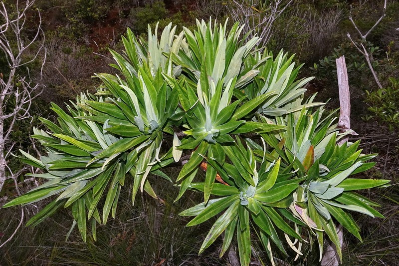 Hibbertia baudouinii photo 2