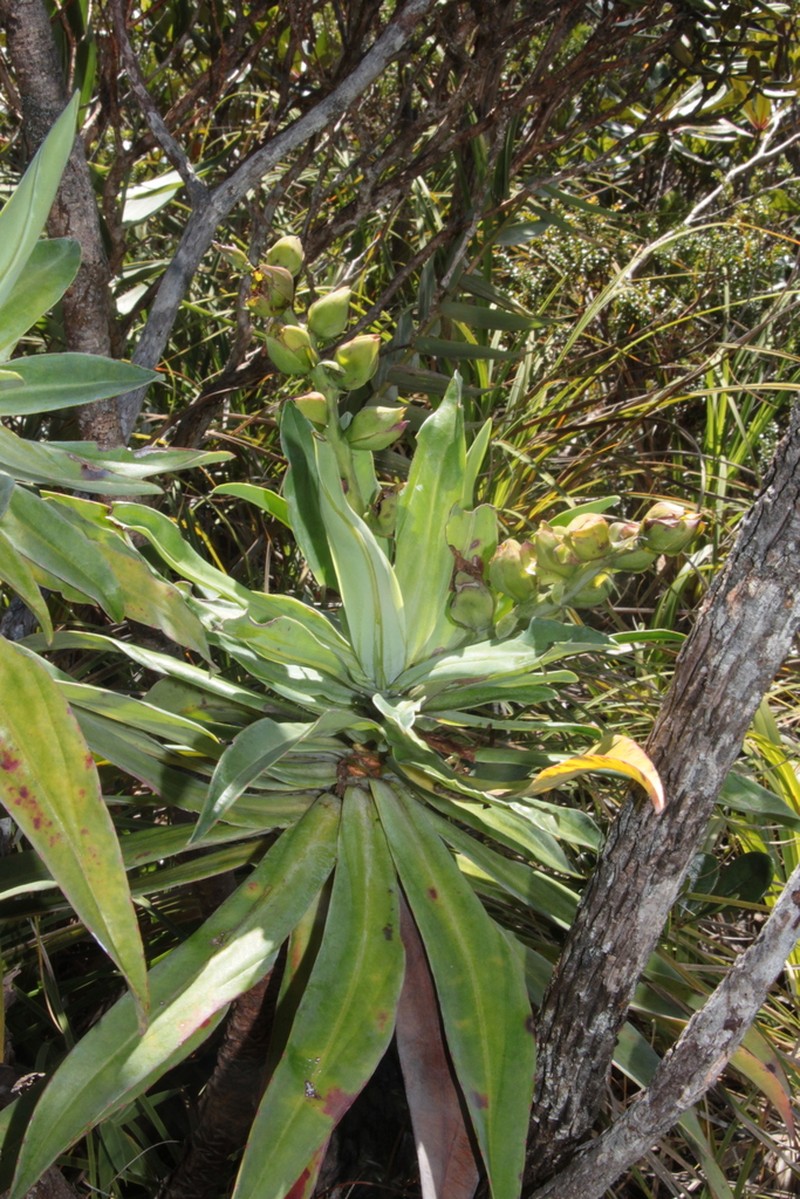 Hibbertia baudouinii photo 3