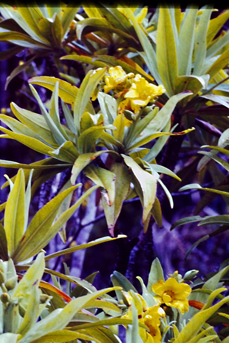 Hibbertia baudouinii photo 6
