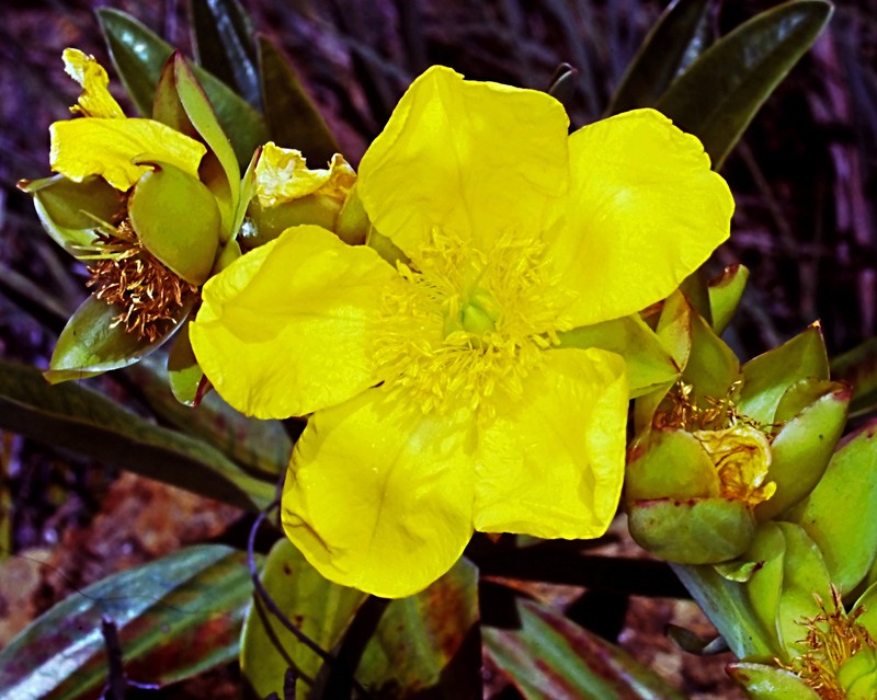Hibbertia baudouinii photo 8