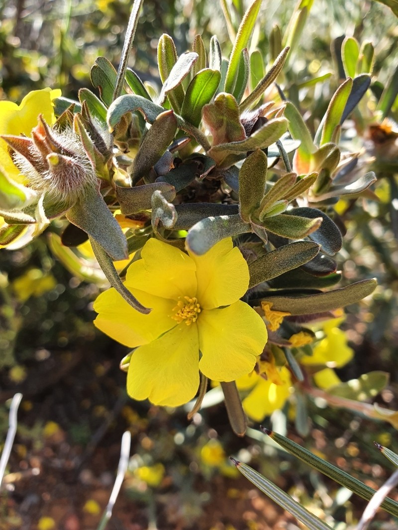 Hibbertia bistrata