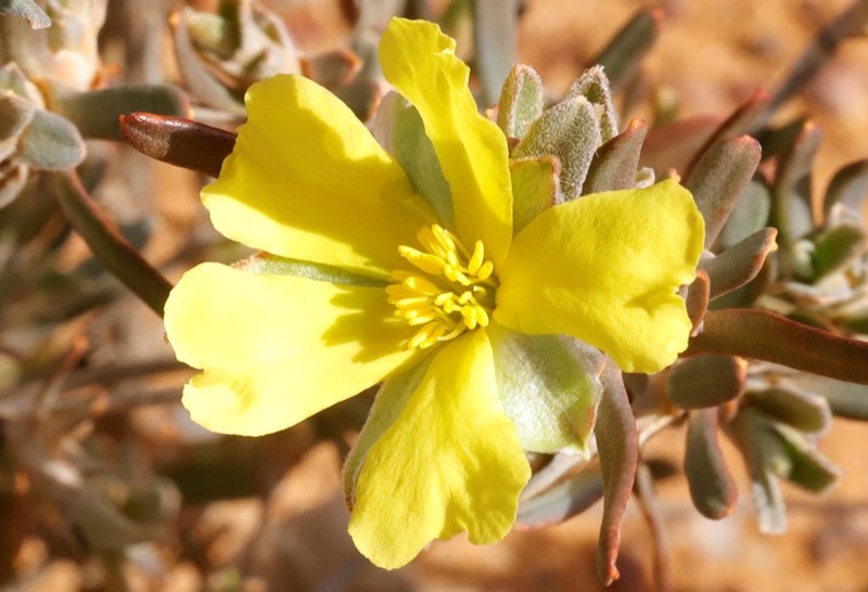 Hibbertia bistrata photo 2