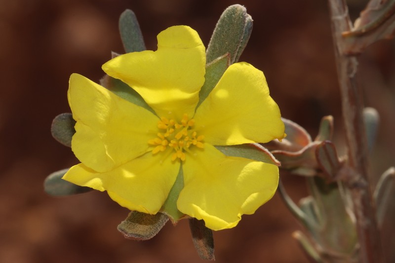 Hibbertia bistrata photo 3