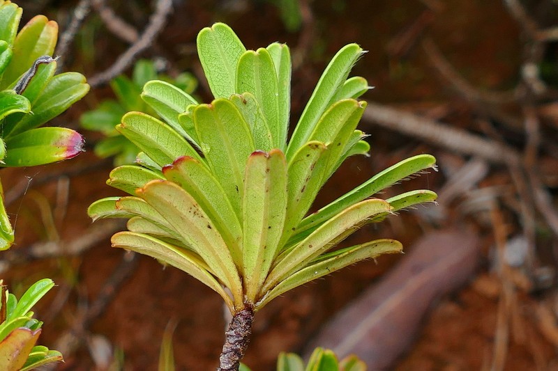 Hibbertia bouletii