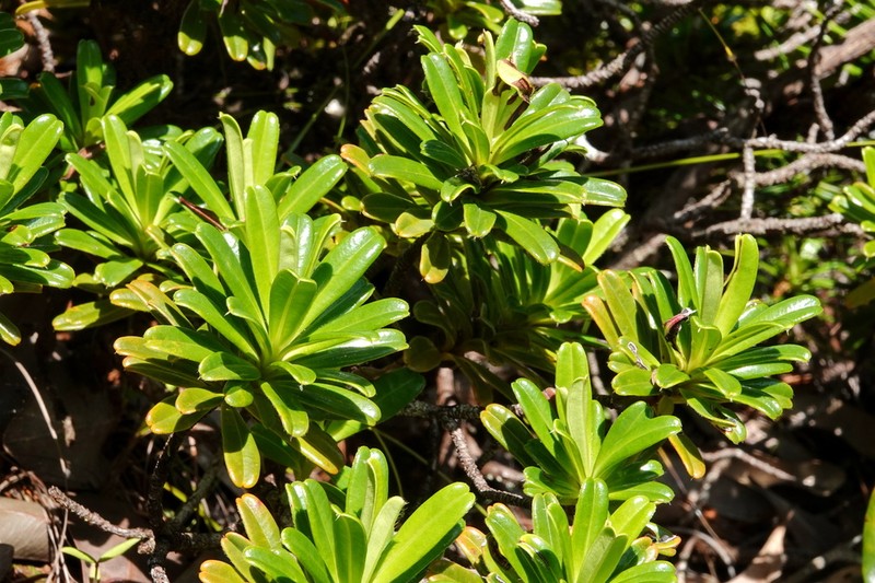 Hibbertia bouletii photo 2