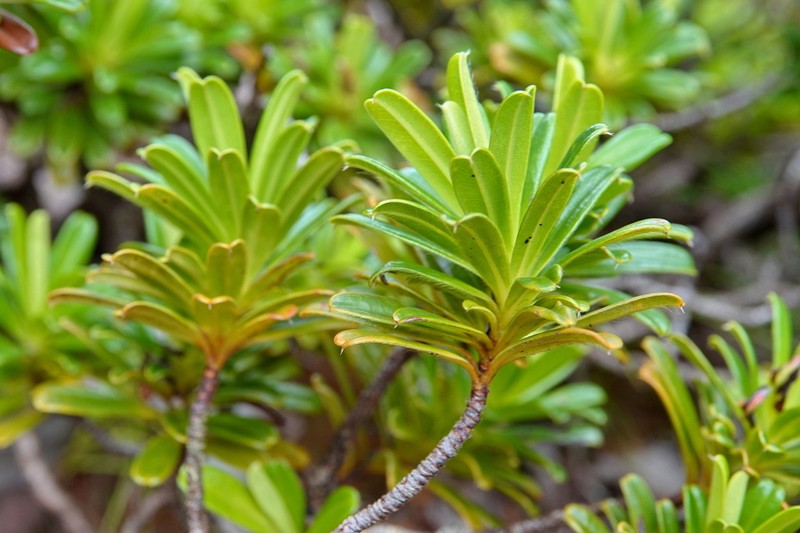 Hibbertia bouletii photo 3