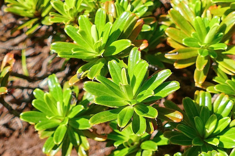 Hibbertia bouletii photo 4
