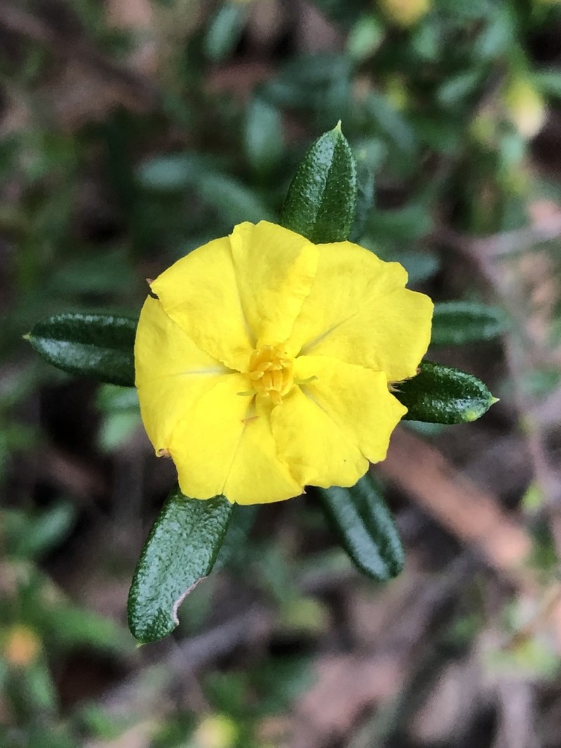 Hibbertia bracteata