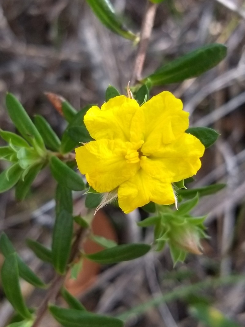 Hibbertia bracteata photo 2