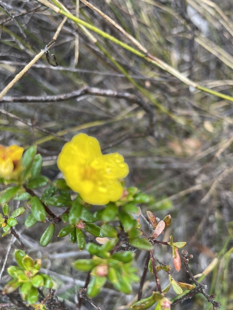 Hibbertia bracteata photo 3