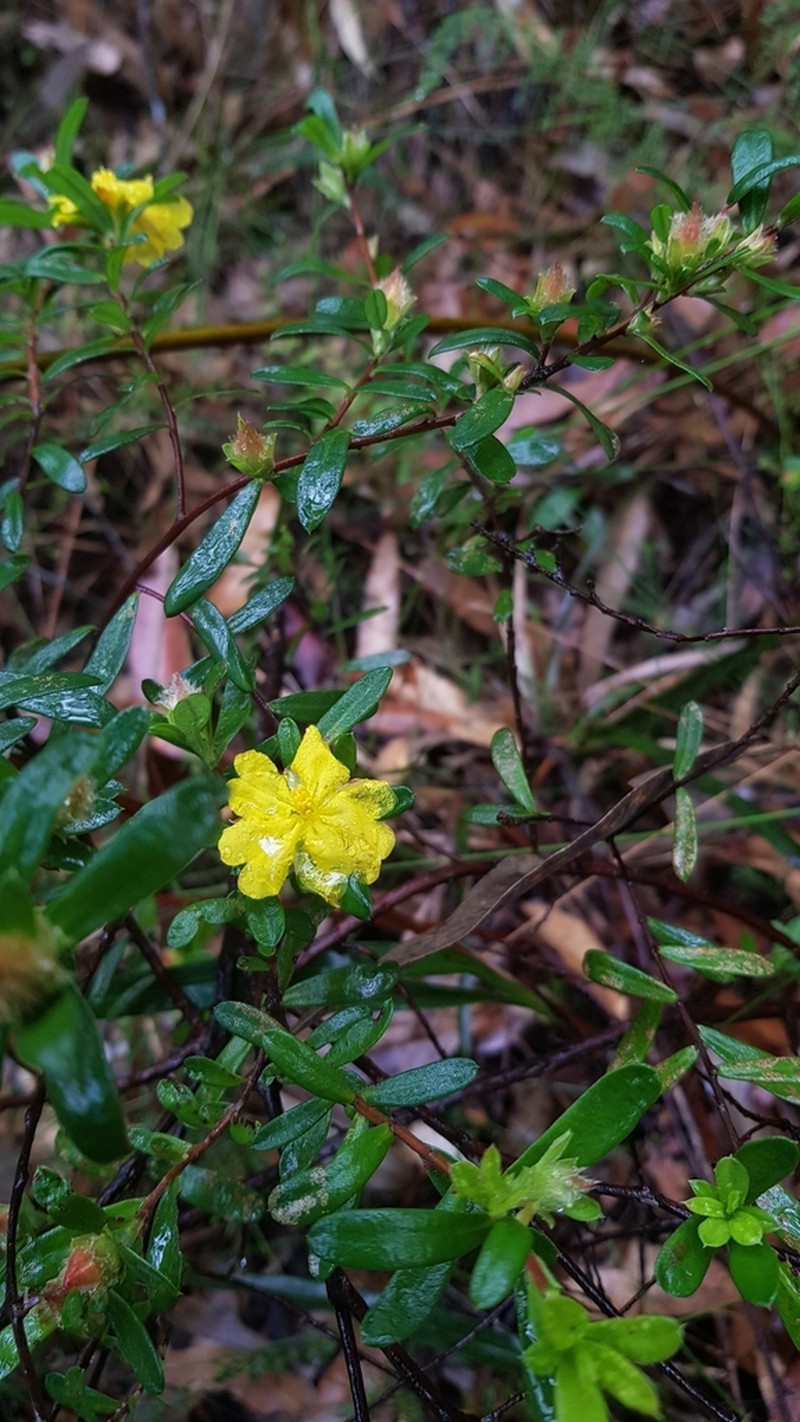 Hibbertia bracteata photo 4