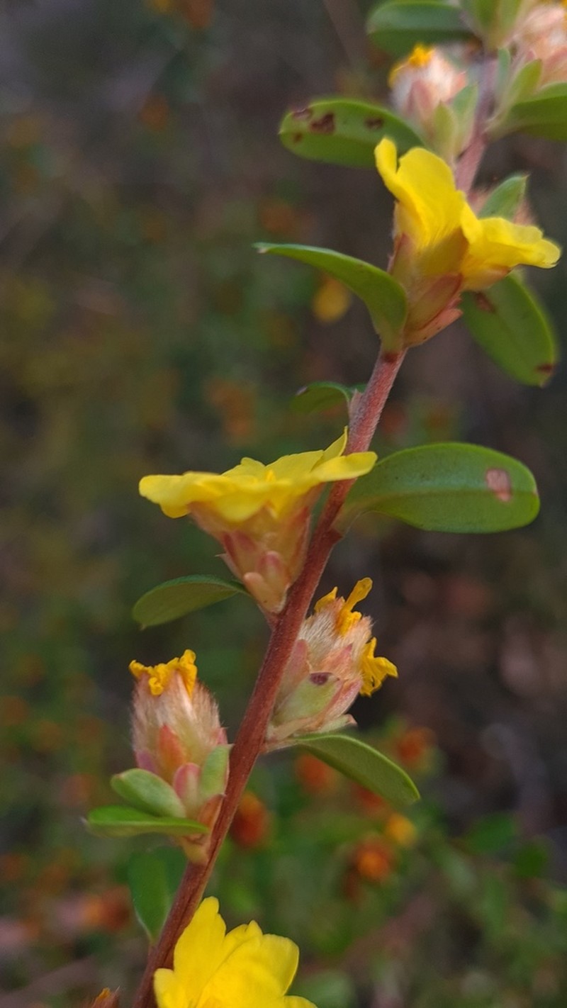 Hibbertia bracteata photo 5