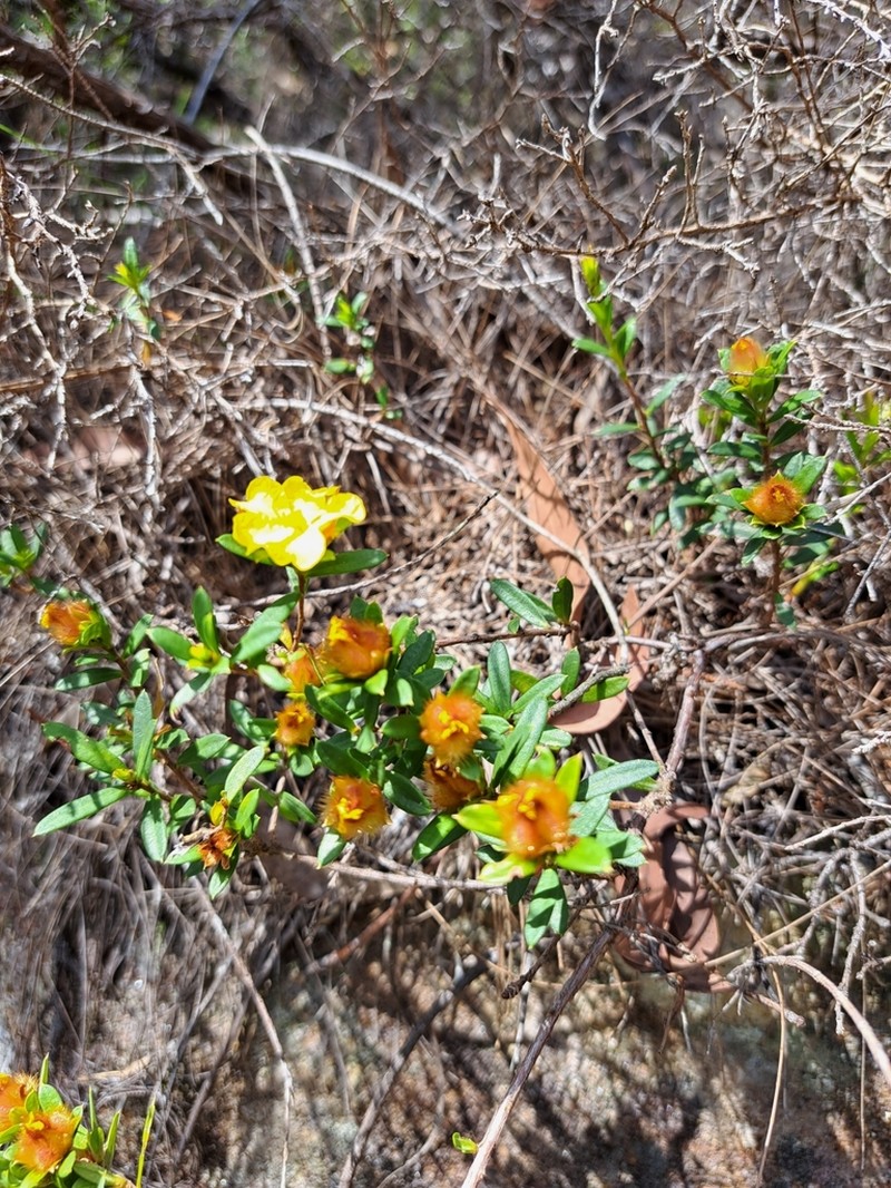 Hibbertia bracteata photo 6