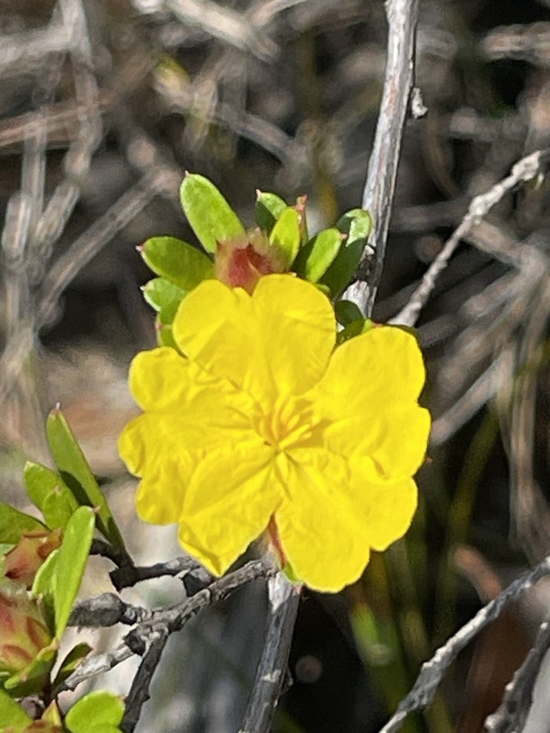 Hibbertia bracteata photo 7