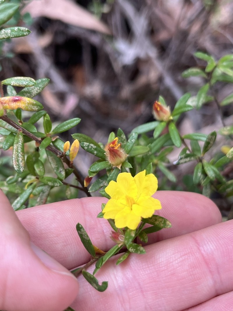 Hibbertia bracteata photo 8