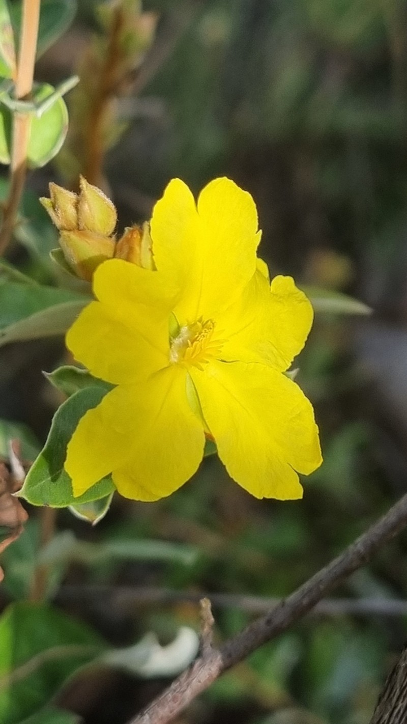Hibbertia brownii