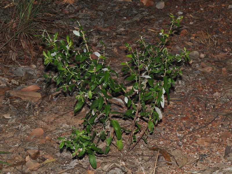 Hibbertia brownii photo 2