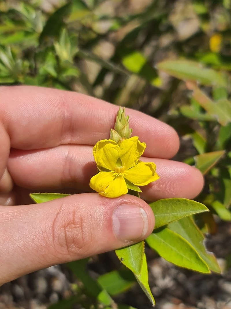 Hibbertia brownii photo 3