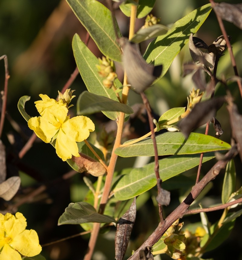 Hibbertia brownii photo 4