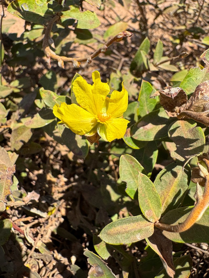 Hibbertia brownii photo 5