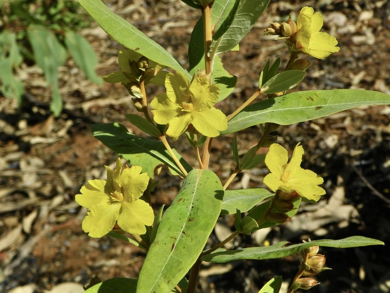 Hibbertia brownii photo 6