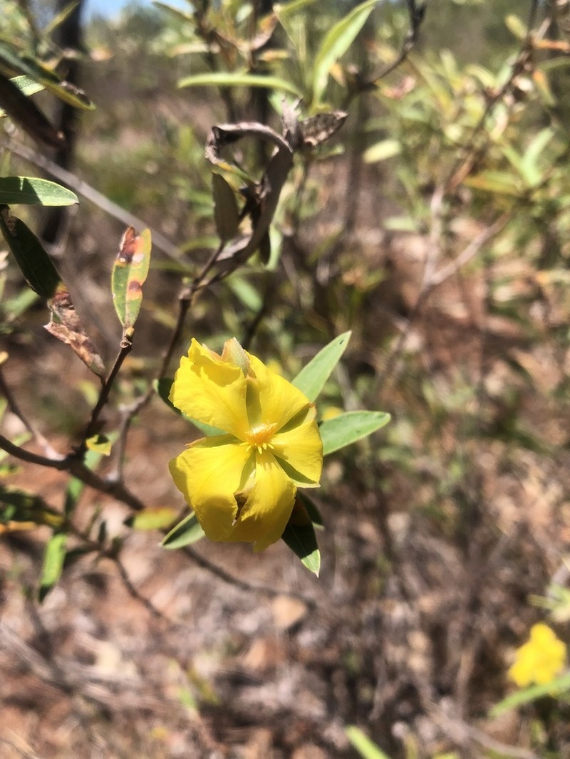 Hibbertia brownii photo 7