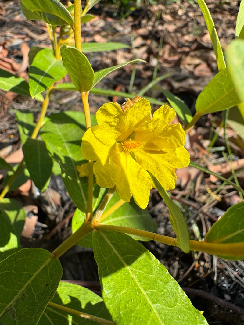 Hibbertia brownii photo 8
