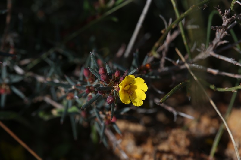 Hibbertia callida