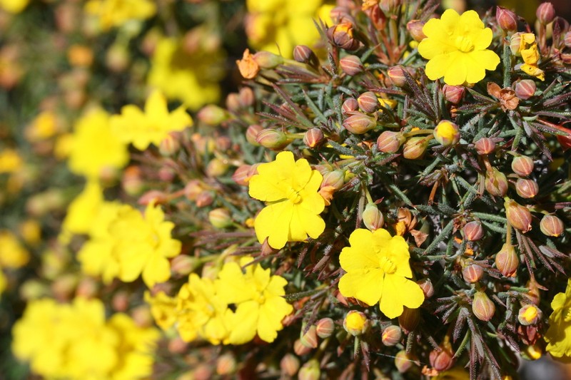 Hibbertia callida photo 2