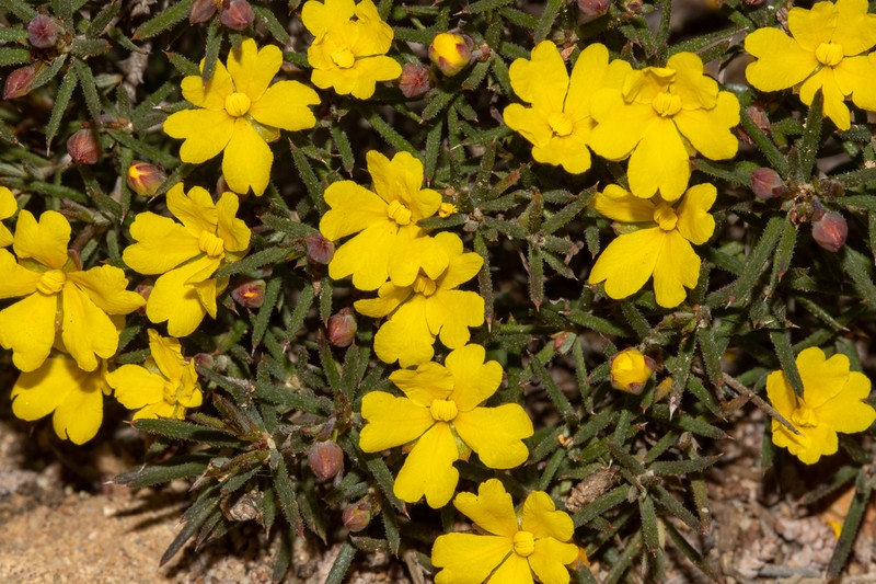 Hibbertia callida photo 3