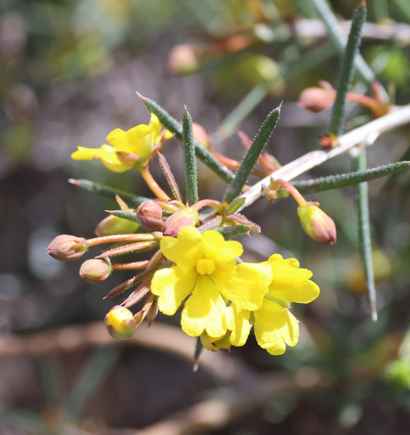 Hibbertia callida photo 4