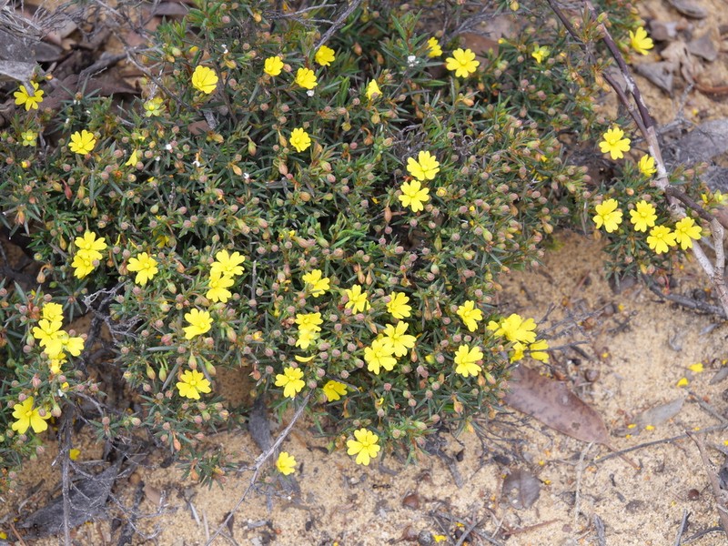 Hibbertia callida photo 5