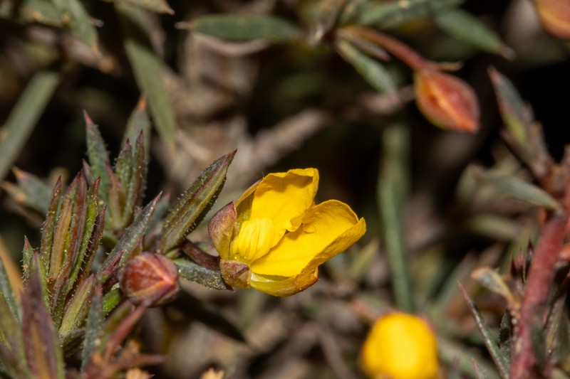 Hibbertia callida photo 6