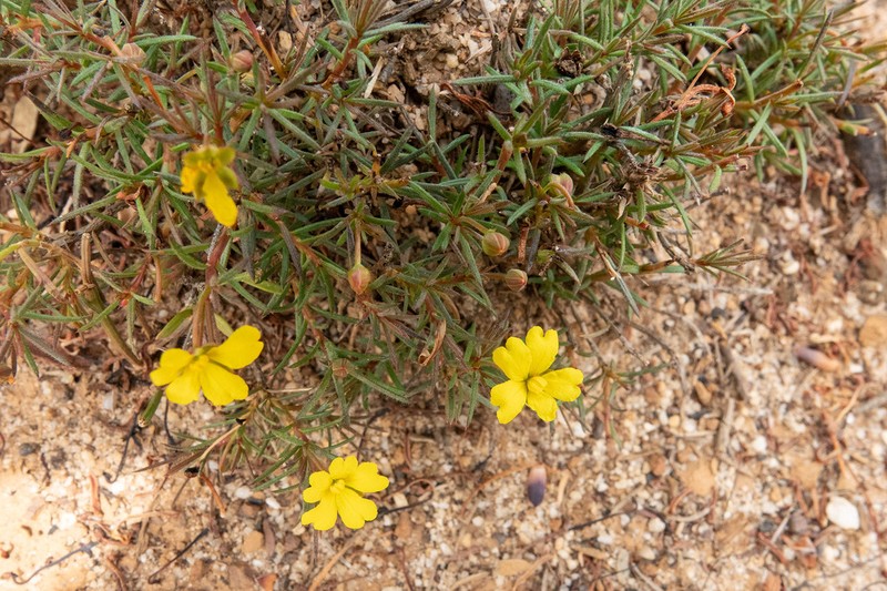 Hibbertia callida photo 7
